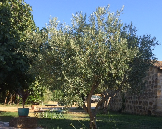 Figuiers et oliviers de Provence