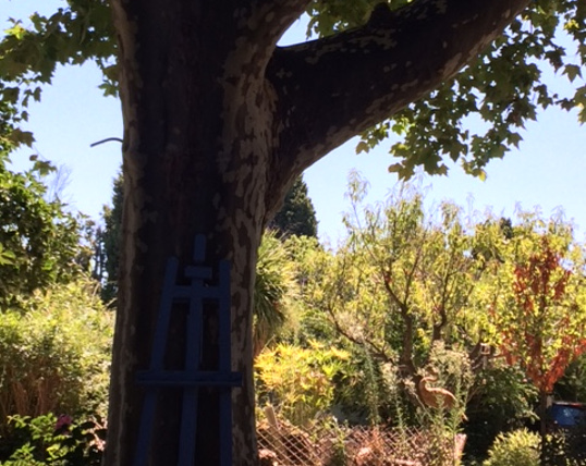 Le platane bicentenaire du Mas Bleu