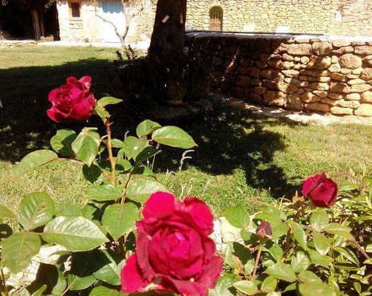 Rosiers et soleil du mas bleu